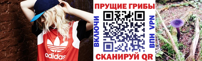 Псилоцибиновые грибы мицелий  МЕГА зеркало  Злынка 